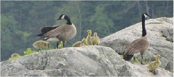geesefamily