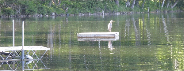 heron on dock wylie